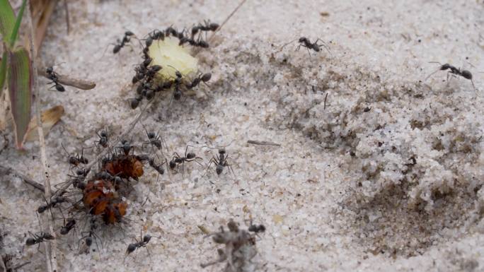蚂蚁搬运食物