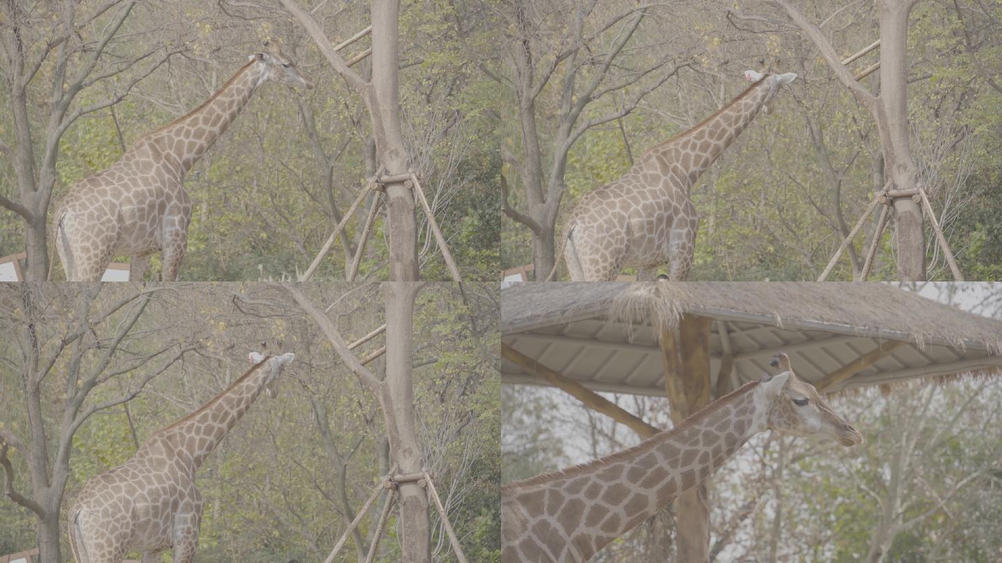 动物园里的长颈鹿4K