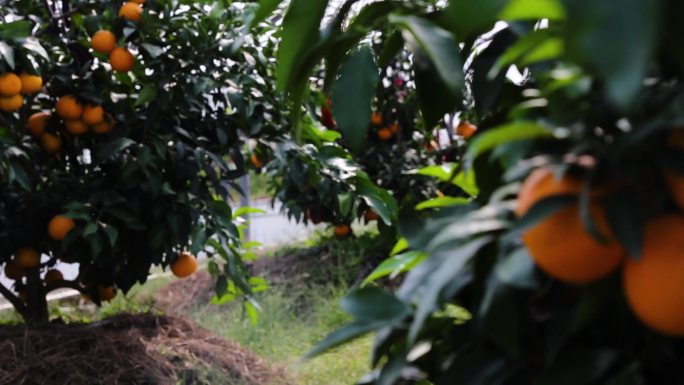 柑橘，果园丰收，生态农业