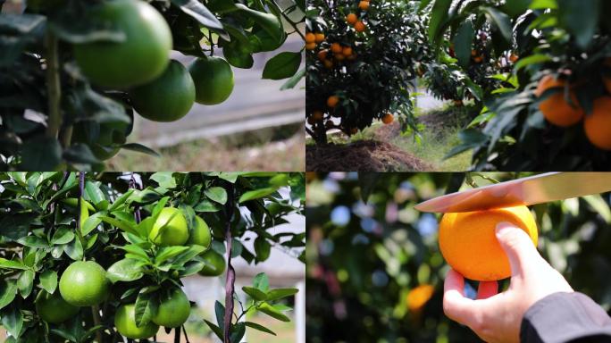柑橘，果园丰收，生态农业