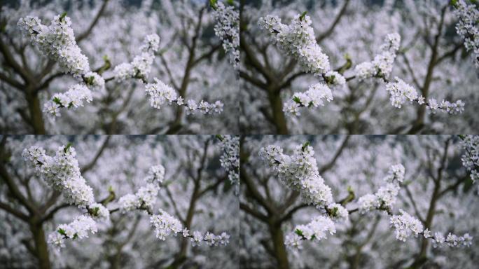 梨花樱花李花空镜头实录