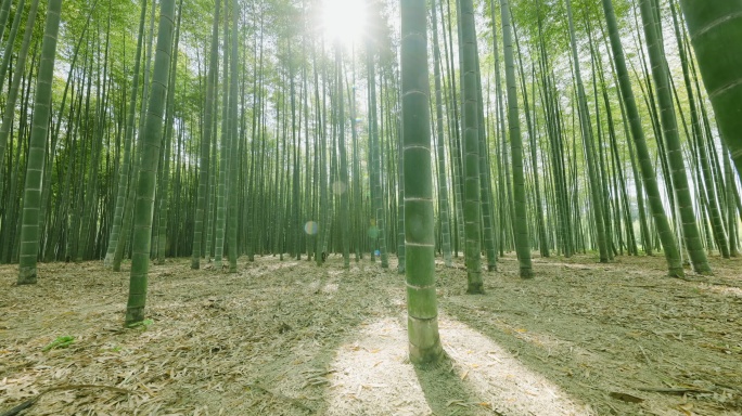 五彩缤纷的翠绿竹林