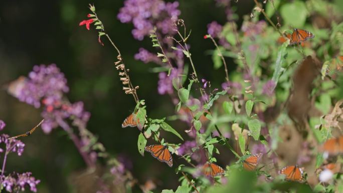 许多蝴蝶坐在花上飞舞。