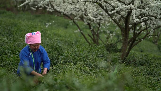 4K 贵州布依族采茶视频