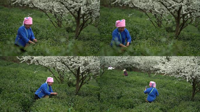 4K 贵州布依族采茶视频