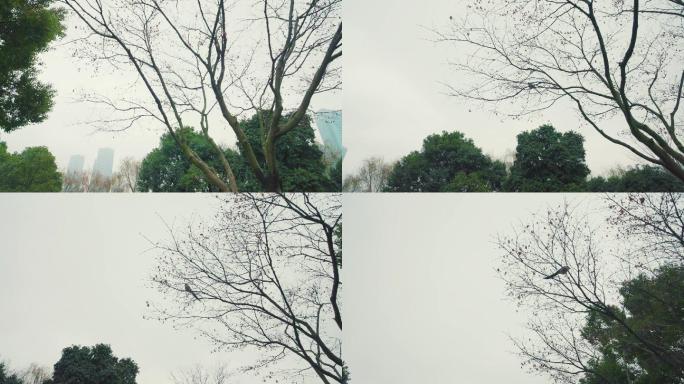 孤独的树枝上的喜鹊小鸟