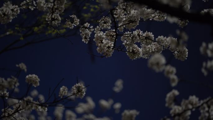 江南春天夜晚樱花春雨雨夜蓝色白色优美