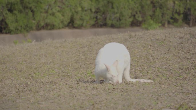 4k少见的白色袋鼠吃草