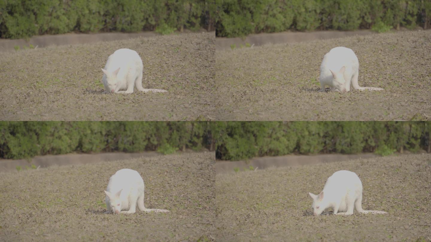4k少见的白色袋鼠吃草