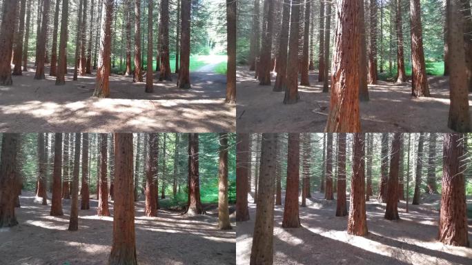 巨型红杉林唯美阳光森林树叶逆光竹林柳树植