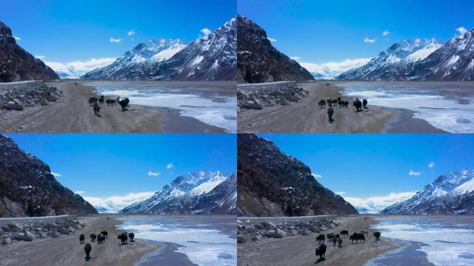 高原、雪山、牦牛