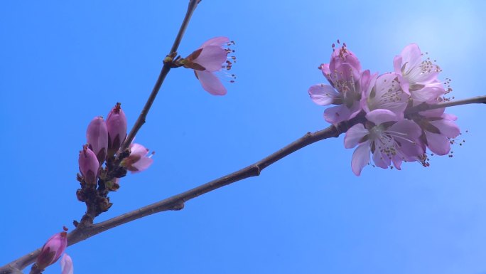 桃花开花延时唯美空镜-2