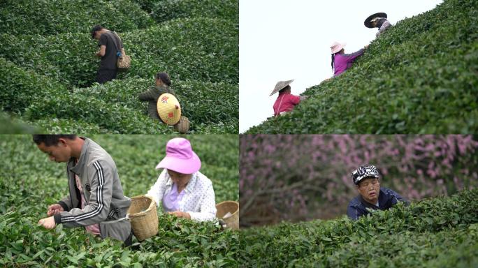 4K 原生态茶园员工采茶视频2