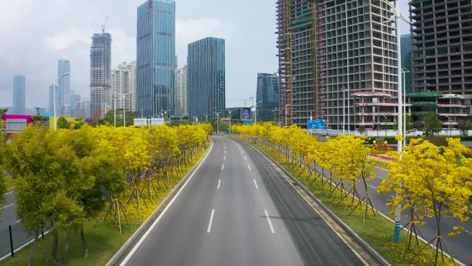 珠海横琴公路风铃花