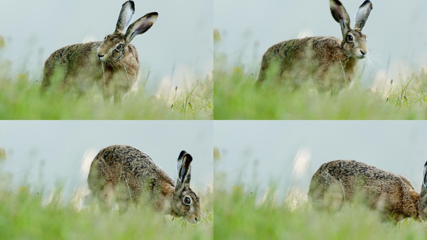 一只野兔在草地上的特写镜头
