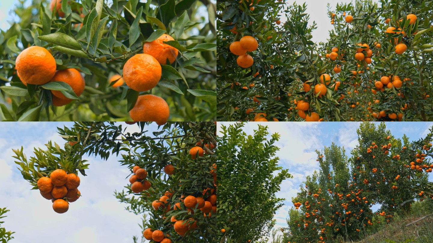 橘子  航拍橘子 火红的橘子