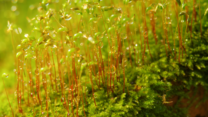 绿色苔藓小野花小草微距露水植物
