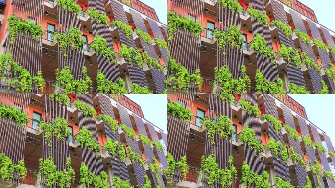 城市建筑绿化小区爬墙虎绿叶在窗前