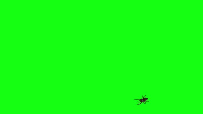 蜘蛛绿屏抠像