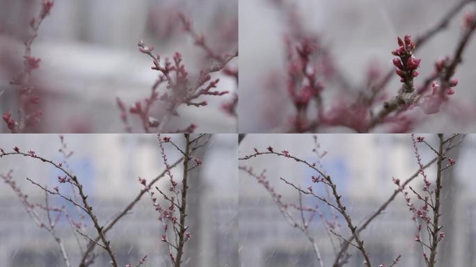 北京春雪-城市春天-雪中的花苞