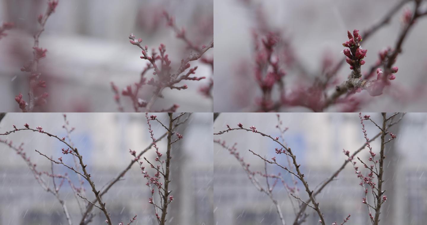 北京春雪-城市春天-雪中的花苞