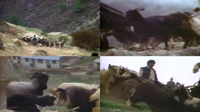 80年代藏族养殖业