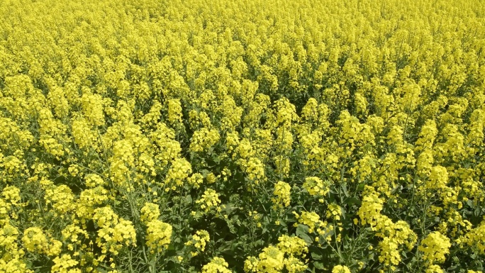 罗平春季油菜花直录空镜头