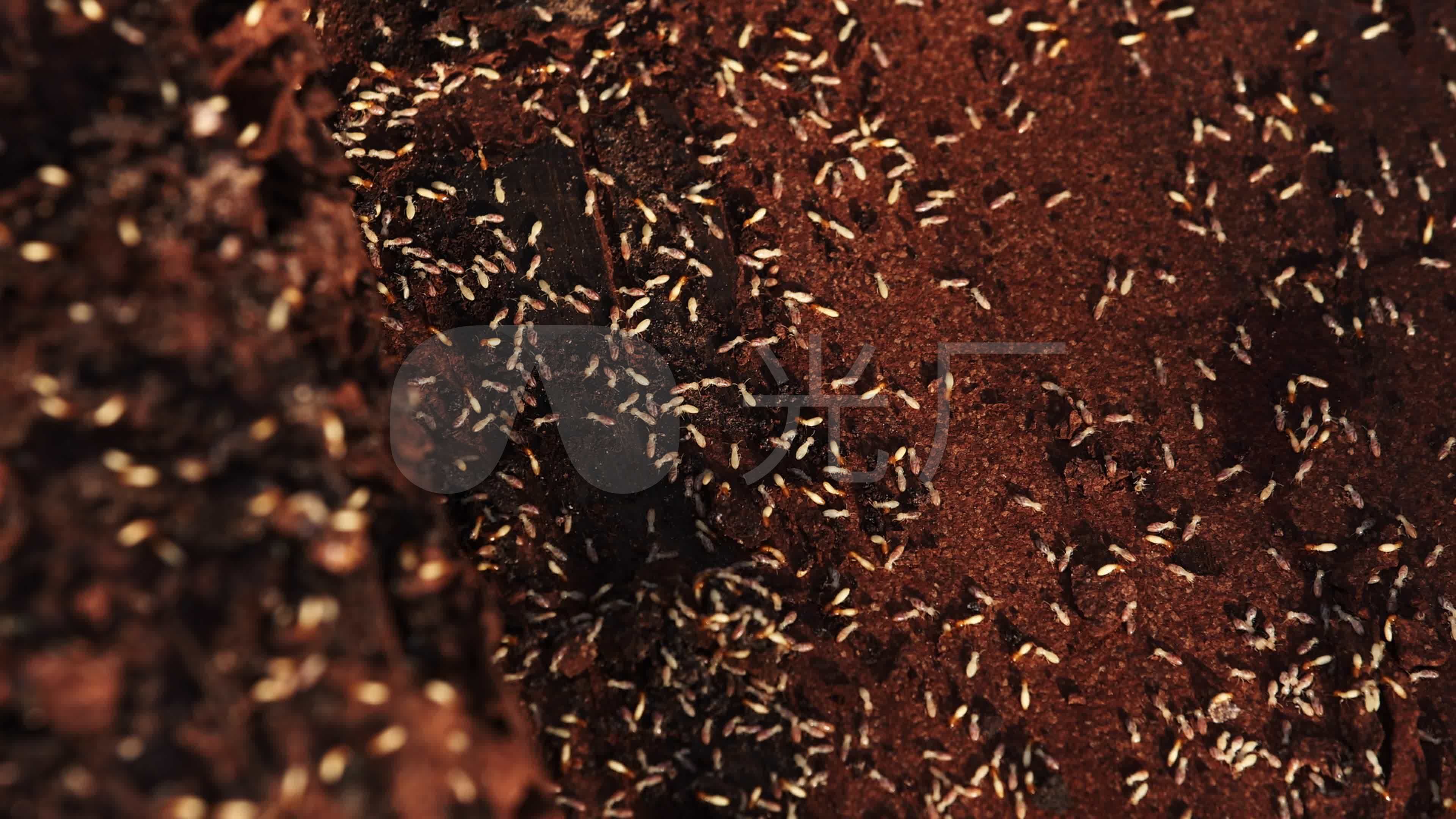 台湾乳白蚁-中国昆虫生态-图片