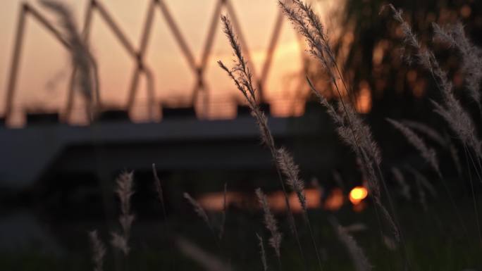 夕阳剪影芦苇桥煽情落日