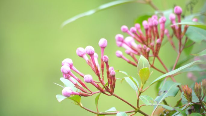 丁香花