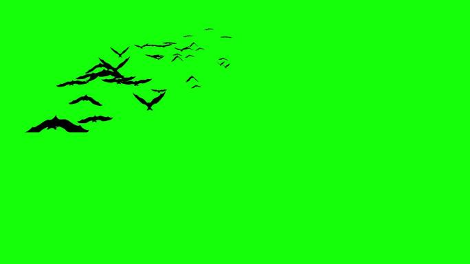 蝙蝠在绿色屏幕上飞行和攻击