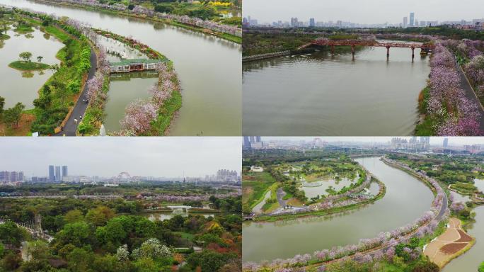 广州海珠湿地紫荆花