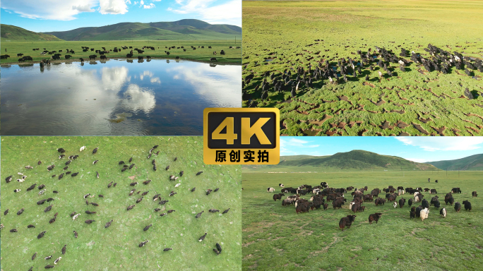 4k航拍牦牛西藏青海放牧牦牛群