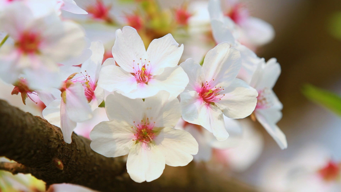 樱花雨春天风景白色花瓣雨花开花落日本樱花