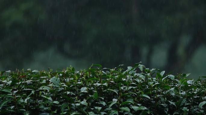 江南春天春雨雨滴树枝发芽升格视频合集