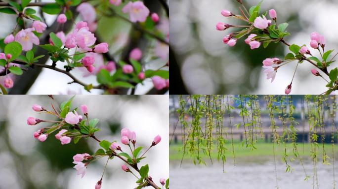 【升格】洪湖一河两岸春天花朵