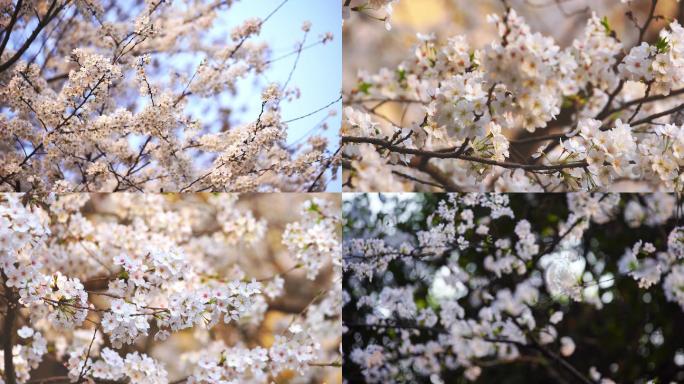 【4K】樱花 春天 花朵