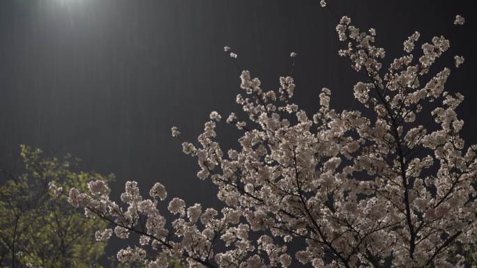 江南春天城市灯光春雨雨夜樱花中国风