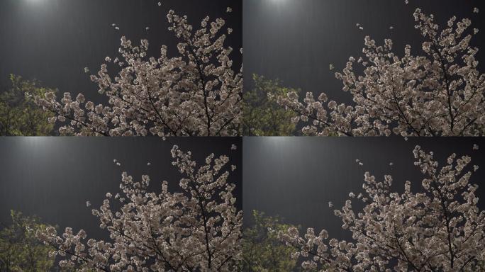 江南春天城市灯光春雨雨夜樱花中国风