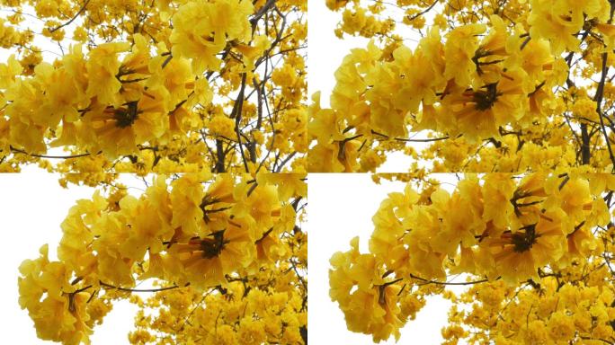 HD花城广州黄花风铃木盛开在春天里