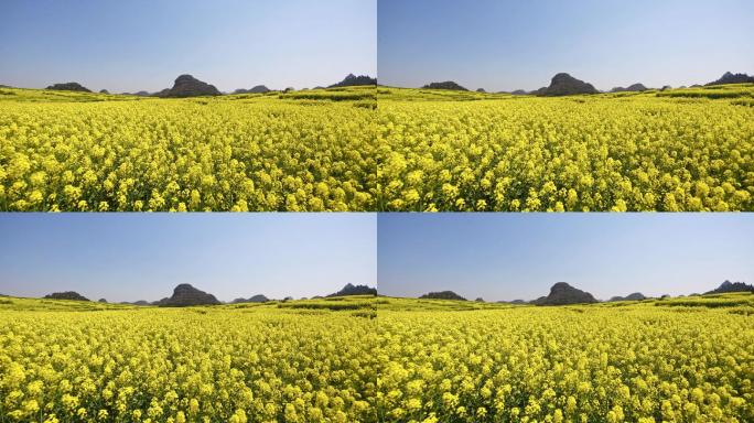罗平春季油菜花直录空镜头
