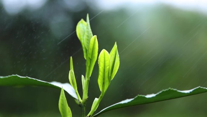 实拍国礼太平猴坑猴魁茶叶乡村振兴