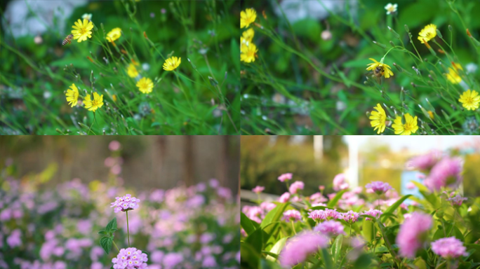 花和蜜蜂