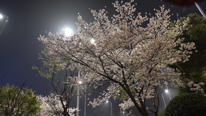 江南浙江春天春雨夜晚樱花灯光唯美夜樱花