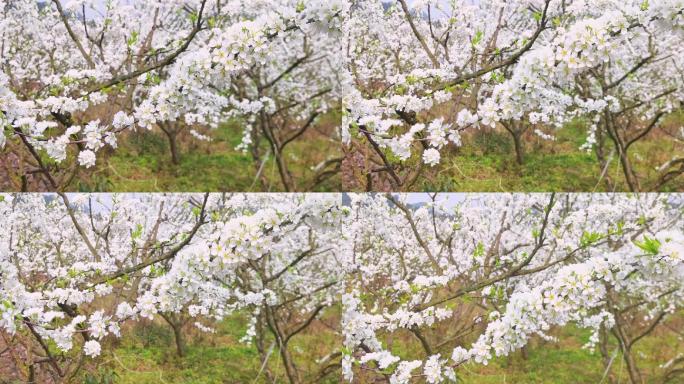 樱花梨花李花空镜头