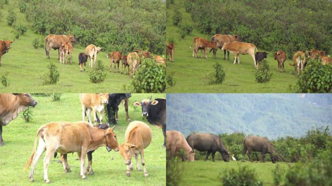 山上放养的牛群吃草
