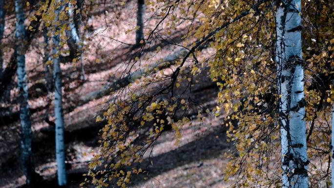 新疆喀纳斯秋季 树叶在风中摇动