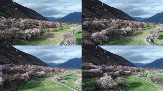 林芝桃花航拍