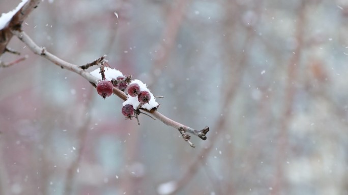 下雪飘雪空镜素材