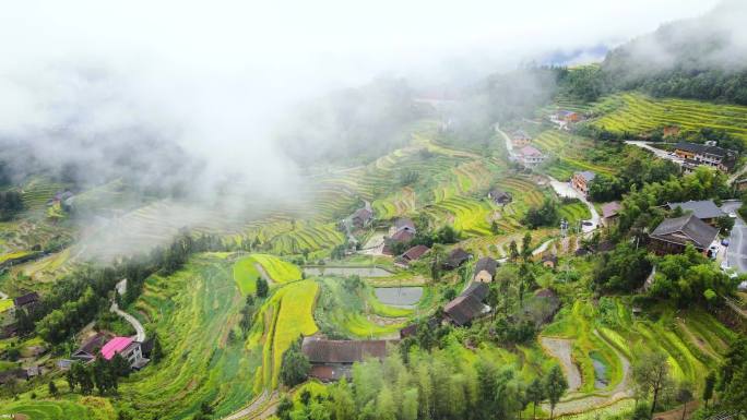 紫鹊界梯田月牙山云海秋景航拍4K